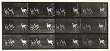 Fallow deer, 1872-1885. Creator: Eadweard J Muybridge