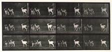 Fallow deer, 1872-1885. Creator: Eadweard J Muybridge