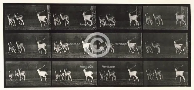 Fallow deer, 1872-1885.  Creator: Eadweard J Muybridge.