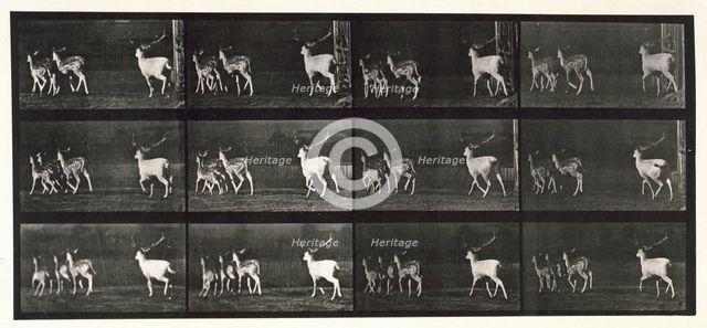 Fallow deer, 1872-1885.  Creator: Eadweard J Muybridge.