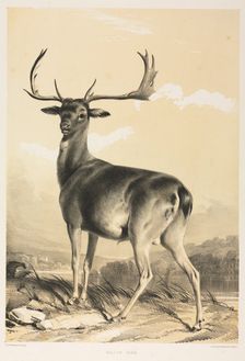 Fallow Deer. Creator: William Barraud (British, 1810-1850); Henry Barraud (British, 1811-1874), and