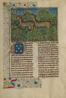 Fallow Deer; Livre de la Chasse, about 1430-1440. Creator: Unknown