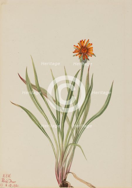 False Dandelion (Agoseris aurantiaca), 1921. Creator: Mary Vaux Walcott.