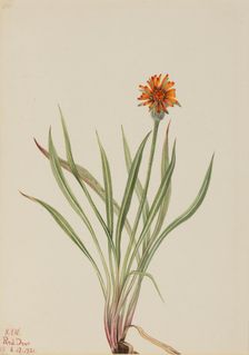 False Dandelion (Agoseris aurantiaca), 1921. Creator: Mary Vaux Walcott