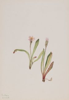 False Dandelion (Agoseris carnea), 1918. Creator: Mary Vaux Walcott