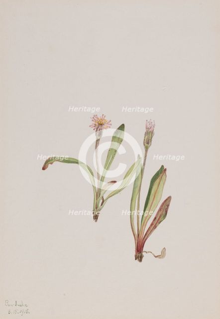 False Dandelion (Agoseris carnea), 1918. Creator: Mary Vaux Walcott.