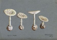 False death cap fungus (Amanita citrina): four fruiting bodies, 1893. Creator: Unknown