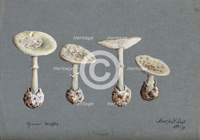 False death cap fungus (Amanita citrina): four fruiting bodies, 1893. Creator: Unknown.