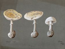 False death cap fungus (Amanita citrina): three fruiting bodies, 1895. Creator: Unknown
