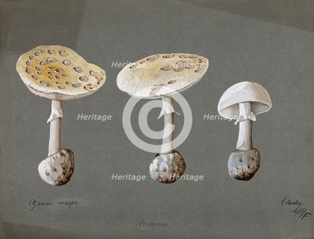 False death cap fungus (Amanita citrina): three fruiting bodies, 1895. Creator: Unknown.