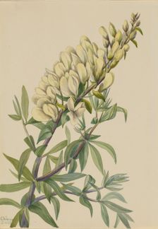 False Indigo (Baptista bructeata), 1932. Creator: Mary Vaux Walcott
