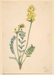 False Locoweed (Oxytropia gracilis), 1920. Creator: Mary Vaux Walcott