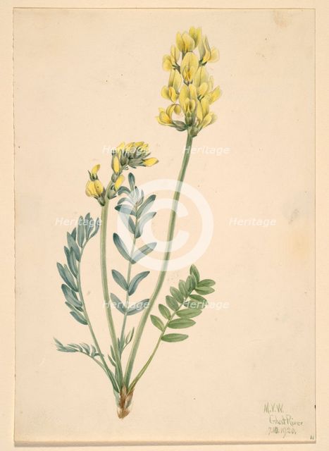 False Locoweed (Oxytropia gracilis), 1920. Creator: Mary Vaux Walcott.