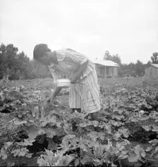 Family of one of the evicted sharecroppers...Mississippi, 1936. Creator: Dorothea Lange