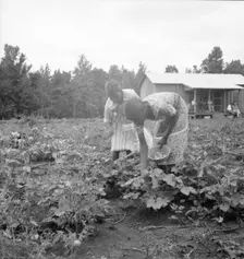 Family of one of the evicted sharecroppers from Arkansas who has been resettled..., Mississippi, 193 Creator: Dorothea Lange