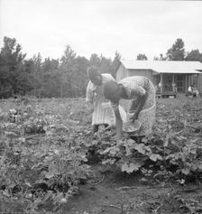 Family of one of the evicted sharecroppers from Arkansas who has been resettled..., Mississippi, 193 Creator: Dorothea Lange