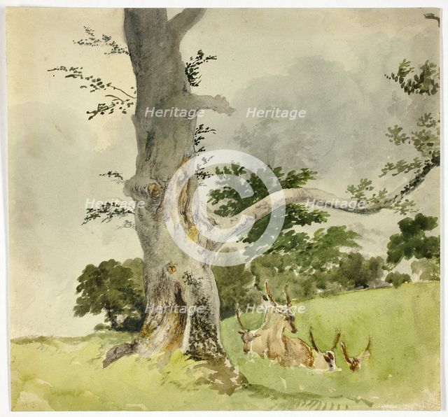 Family of Deer under a Tree, 1790-1844. Creator: Robert Hills.