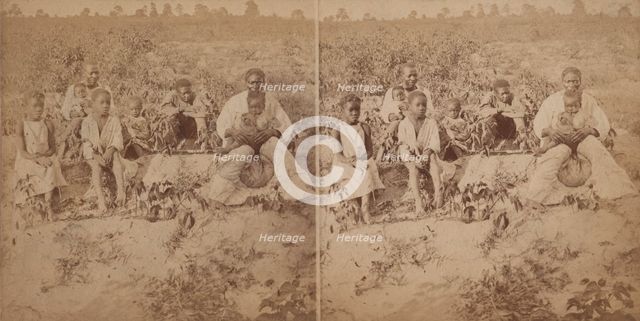Family group posing in cotton field, c1880-c1889. Creator: Unknown.