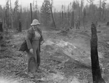Family work clearing land by burning, near Bonners Ferry, Boundary County, Idaho, 1939. Creator: Dorothea Lange