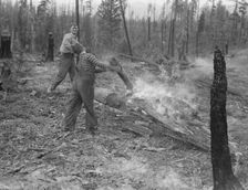 Family work clearing land by burning, near Bonners Ferry, Boundary County, Idaho, 1939. Creator: Dorothea Lange