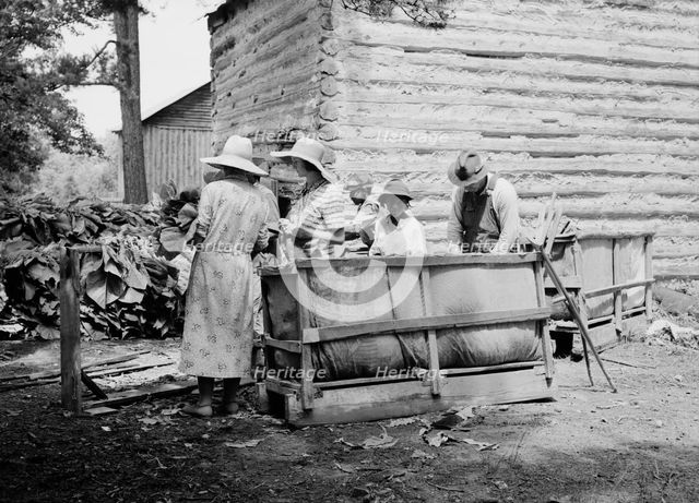 Families stringing tobacco brought in..., Granville County, North Carolina, 1939. Creator: Dorothea Lange.