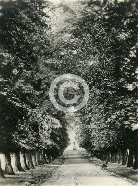 'Famous Limes, the Quarry, Shrewsbury', c1920s. Creator: Unknown.