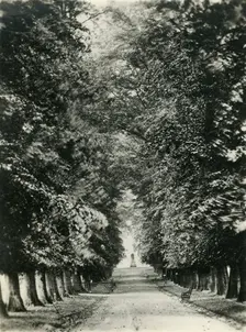 Famous Limes, the Quarry, Shrewsbury c1920s. Creator: Unknown