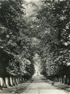 Famous Limes, the Quarry, Shrewsbury c1920s. Creator: Unknown