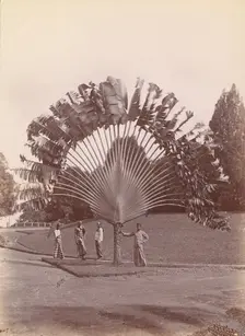 Fan Palm, Singapore, 1860s-70s. Creator: Unknown