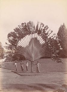 Fan Palm, Singapore, 1860s-70s. Creator: Unknown