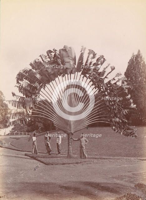 Fan Palm, Singapore, 1860s-70s. Creator: Unknown.