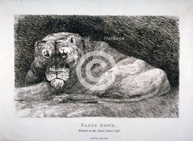 'Fanny Howe, whelp'd in the Tower', 1794. Artist: Anon