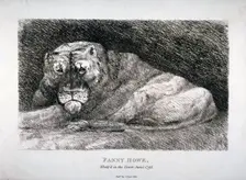Fanny Howe, whelp'd in the Tower 1794. Artist: Anon
