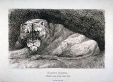 Fanny Howe, whelp'd in the Tower 1794. Artist: Anon