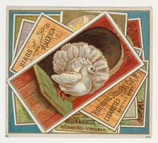 Fantail Pigeon, from the Birds of America series (N37) for Allen & Ginter Cigarettes, 1888. Creator: Allen & Ginter