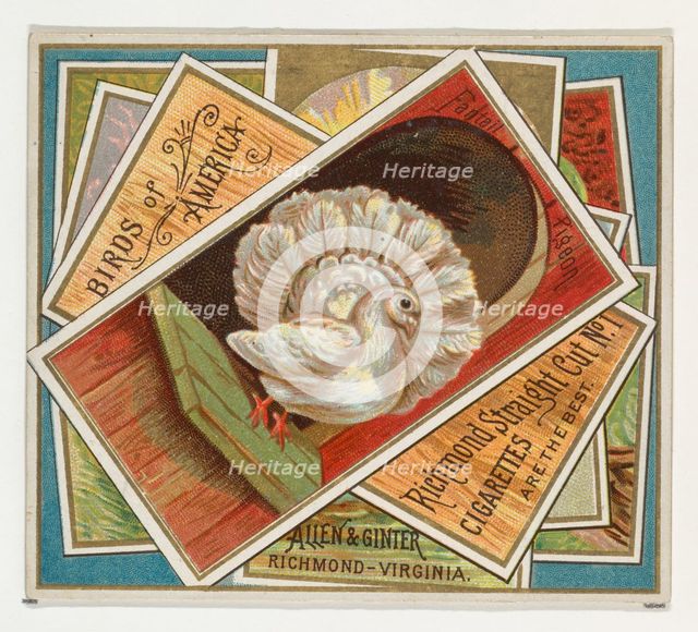Fantail Pigeon, from the Birds of America series (N37) for Allen & Ginter Cigarettes, 1888. Creator: Allen & Ginter.