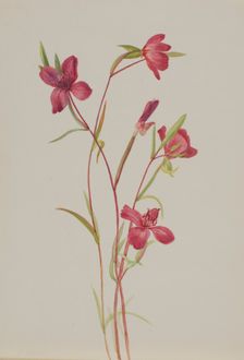 Farewell to Spring (Godetia amoena lilja), ca. 1930s. Creator: Mary Vaux Walcott