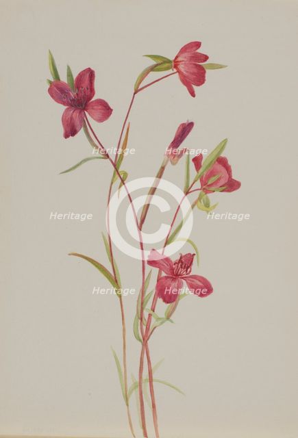 Farewell to Spring (Godetia amoena lilja), ca. 1930s. Creator: Mary Vaux Walcott.