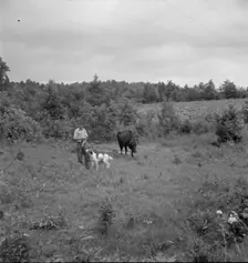 Farm boy with his dog as companion ties out cow in pasture..., Person County, North Carolina, 1939. Creator: Dorothea Lange