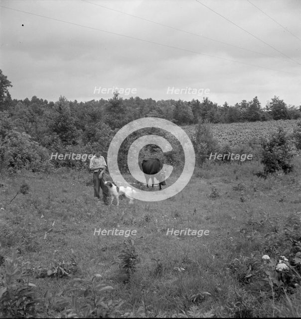 Farm boy with his dog as companion ties out cow in pasture..., Person County, North Carolina, 1939. Creator: Dorothea Lange.