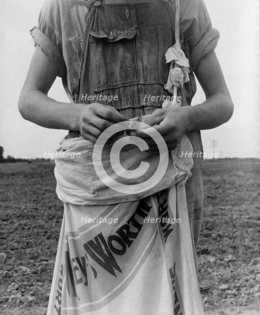 Farm boy with sack full of boll weevils...off of cotton plants, Macon County, Georgia, 1937. Creator: Dorothea Lange.