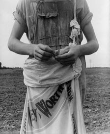 Farm boy with sack full of boll weevils...off of cotton plants, Macon County, Georgia, 1937. Creator: Dorothea Lange