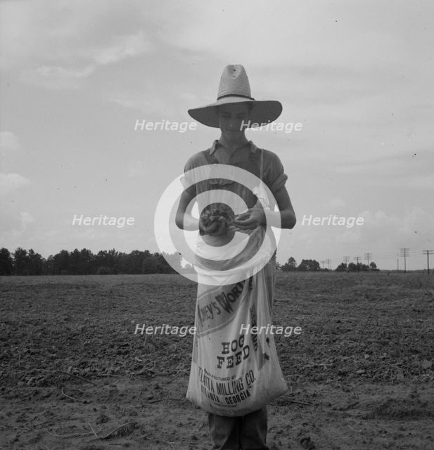 Farm boy with sack full of boll weevils...off of cotton plants, Macon County, Georgia, 1937. Creator: Dorothea Lange.