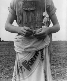 Farm boy with sack full of boll weevils...off of cotton plants, Macon County, Georgia, 1937. Creator: Dorothea Lange