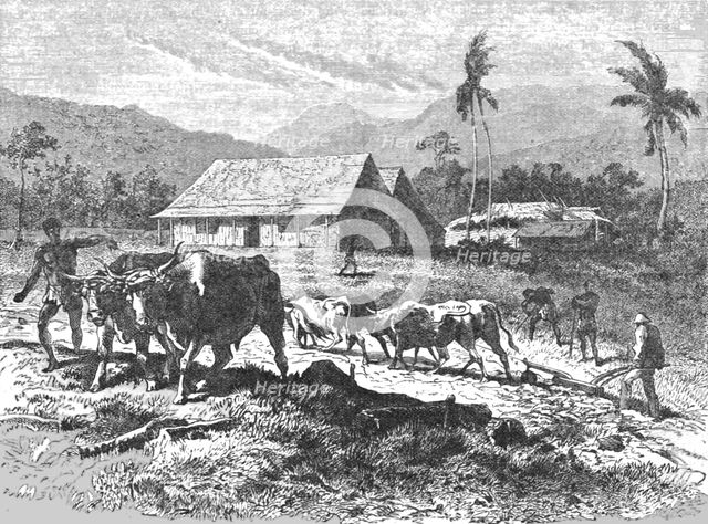 'Farm in the Tugela Thorns; Life in a South African Colony', 1875. Creator: Unknown.