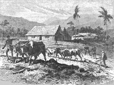 Farm in the Tugela Thorns; Life in a South African Colony 1875. Creator: Unknown