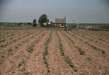 Farm in southern U.S. ... Louisiana?, ca. 1940. Creator: Marion Post Wolcott