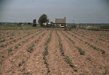 Farm in southern U.S. ... Louisiana?, ca. 1940. Creator: Marion Post Wolcott