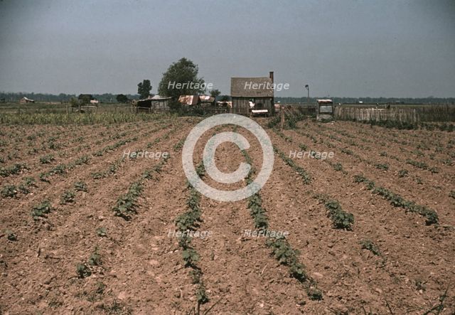 Farm in southern U.S. ... Louisiana?, ca. 1940. Creator: Marion Post Wolcott.