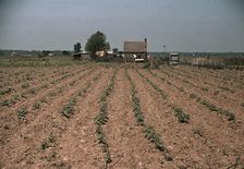 Farm in southern U.S. ... Louisiana?, ca. 1940. Creator: Marion Post Wolcott
